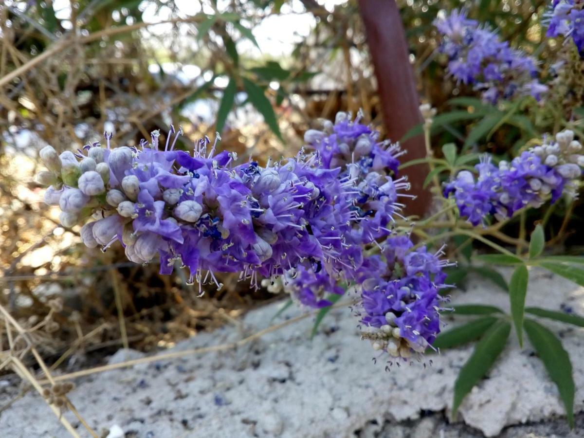 Dimitra'S Garden Villa Kallirákhi Εξωτερικό φωτογραφία
